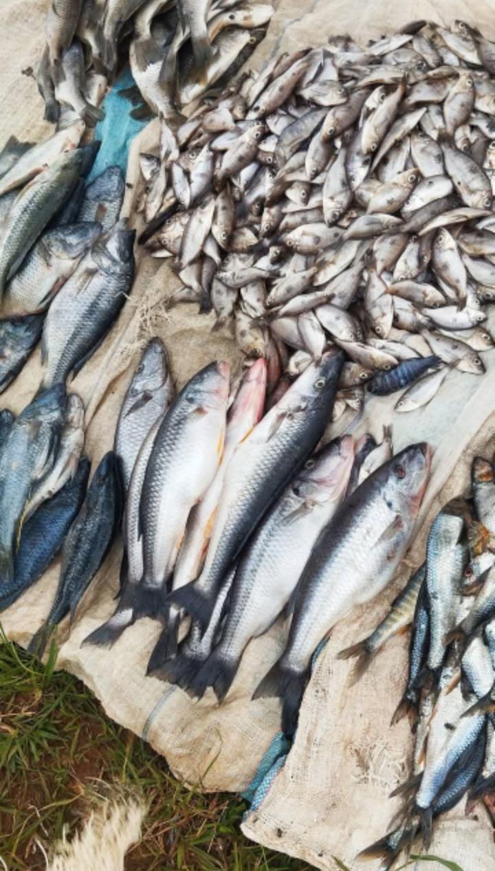 No more under water deals: women challenging lake Malawi exploitation